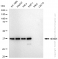 KD-Validated Anti-HDHD5 Rabbit Monoclonal Antibody