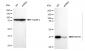 KD-Validated Anti-HDHD5 Rabbit Monoclonal Antibody