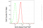 KD-Validated Anti-MLD Rabbit Monoclonal Antibody