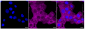 KD-Validated Anti-MLD Rabbit Monoclonal Antibody