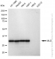 KD-Validated Anti-MLD Rabbit Monoclonal Antibody