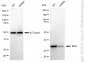 KD-Validated Anti-MLD Rabbit Monoclonal Antibody
