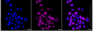 KD-Validated Anti-IL13 receptor alpha 1 Rabbit Monoclonal Antibody