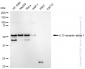 KD-Validated Anti-IL13 receptor alpha 1 Rabbit Monoclonal Antibody