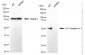 KD-Validated Anti-IL13 receptor alpha 1 Rabbit Monoclonal Antibody
