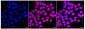 KD-Validated Anti-Cyclin dependent kinase 16 Rabbit Monoclonal Antibody