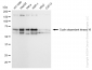 KD-Validated Anti-Cyclin dependent kinase 16 Rabbit Monoclonal Antibody