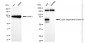 KD-Validated Anti-Cyclin dependent kinase 16 Rabbit Monoclonal Antibody