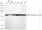 KD-Validated Anti-Phospho-Src (Y529) Rabbit Monoclonal Antibody