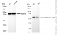 KD-Validated Anti-Phospho-Src (Y529) Rabbit Monoclonal Antibody