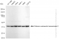KD-Validated Anti-Glutamic-oxaloacetic transaminase 2 Rabbit Monoclonal Antibody
