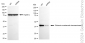 KD-Validated Anti-Glutamic-oxaloacetic transaminase 2 Rabbit Monoclonal Antibody