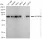 KD-Validated Anti-GATAD2A Rabbit Monoclonal Antibody