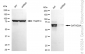 KD-Validated Anti-GATAD2A Rabbit Monoclonal Antibody
