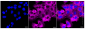 KD-Validated Anti-LPP Rabbit Monoclonal Antibody