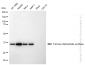 KD-Validated Anti-Farnesyl diphosphate synthase Rabbit Monoclonal Antibody