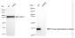 KD-Validated Anti-Farnesyl diphosphate synthase Rabbit Monoclonal Antibody