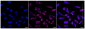 KD-Validated Anti-Mitochondrial Ribosomal Protein S15 Rabbit Monoclonal Antibody