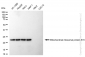 KD-Validated Anti-Mitochondrial Ribosomal Protein S15 Rabbit Monoclonal Antibody