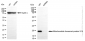 KD-Validated Anti-Mitochondrial Ribosomal Protein S15 Rabbit Monoclonal Antibody