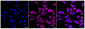 KD-Validated Anti-Non-SMC Condensin I Complex Subunit D2 Rabbit Monoclonal Antibody