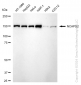 KD-Validated Anti-Non-SMC Condensin I Complex Subunit D2 Rabbit Monoclonal Antibody