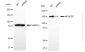 KD-Validated Anti-Non-SMC Condensin I Complex Subunit D2 Rabbit Monoclonal Antibody