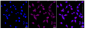 KD-Validated Anti-NDUFB9 Rabbit Monoclonal Antibody