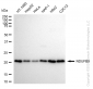 KD-Validated Anti-NDUFB9 Rabbit Monoclonal Antibody