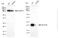 KD-Validated Anti-NDUFB9 Rabbit Monoclonal Antibody