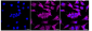 KD-Validated Anti-MAP Kinase Activating Death Domain Rabbit Monoclonal Antibody