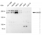 KD-Validated Anti-MAP Kinase Activating Death Domain Rabbit Monoclonal Antibody