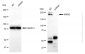 KD-Validated Anti-MAP Kinase Activating Death Domain Rabbit Monoclonal Antibody
