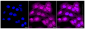 KD-Validated Anti-Mevalonate Kinase Rabbit Monoclonal Antibody