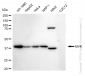KD-Validated Anti-Mevalonate Kinase Rabbit Monoclonal Antibody