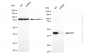 KD-Validated Anti-Mevalonate Kinase Rabbit Monoclonal Antibody