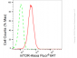 KD-Validated Anti-Mechanistic Target Of Rapamycin Kinase Rabbit Monoclonal Antibody