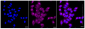 KD-Validated Anti-Mechanistic Target Of Rapamycin Kinase Rabbit Monoclonal Antibody
