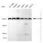 KD-Validated Anti-Mechanistic Target Of Rapamycin Kinase Rabbit Monoclonal Antibody