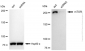 KD-Validated Anti-Mechanistic Target Of Rapamycin Kinase Rabbit Monoclonal Antibody