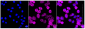 KD-Validated Anti-Musashi RNA Binding Protein 2 Rabbit Monoclonal Antibody