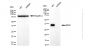 KD-Validated Anti-Musashi RNA Binding Protein 2 Rabbit Monoclonal Antibody