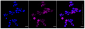 KD-Validated Anti-MYD88 Rabbit Monoclonal Antibody