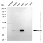 KD-Validated Anti-MYD88 Rabbit Monoclonal Antibody