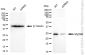 KD-Validated Anti-MYD88 Rabbit Monoclonal Antibody