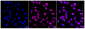 KD-Validated Anti-NQO2 Rabbit Monoclonal Antibody