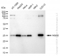 KD-Validated Anti-NQO2 Rabbit Monoclonal Antibody