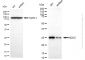 KD-Validated Anti-NQO2 Rabbit Monoclonal Antibody