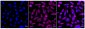 KD-Validated Anti-MAP3K2 Rabbit Monoclonal Antibody
