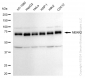 KD-Validated Anti-MAP3K2 Rabbit Monoclonal Antibody